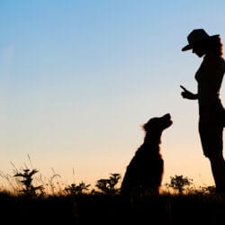 Création de Site Internet pour Pension Canine et Éducateur Canin à Nantes