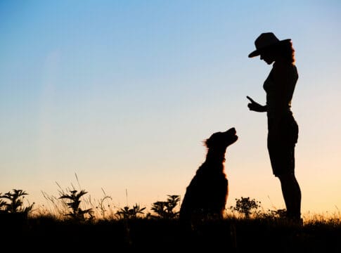 Création de Site Internet pour Pension Canine et Éducateur Canin à Nantes