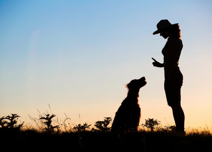 Création de Site Internet pour Pension Canine et Éducateur Canin à Nantes