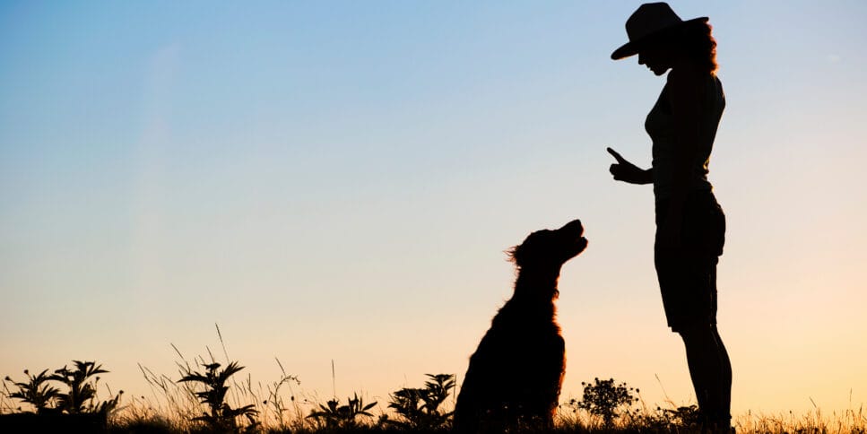 Création de Site Internet pour Pension Canine et Éducateur Canin à Nantes