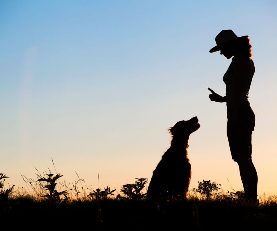 Création de Site Internet pour Pension Canine et Éducateur Canin à Nantes
